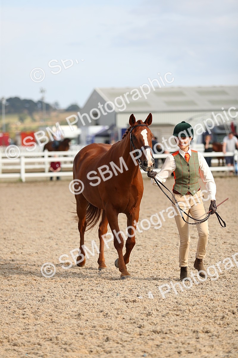 SBM_08617 - Class 28 - IH Veteran Horse