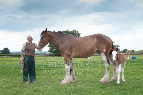 ryecroft - Clydesdales 2013 Include Foals