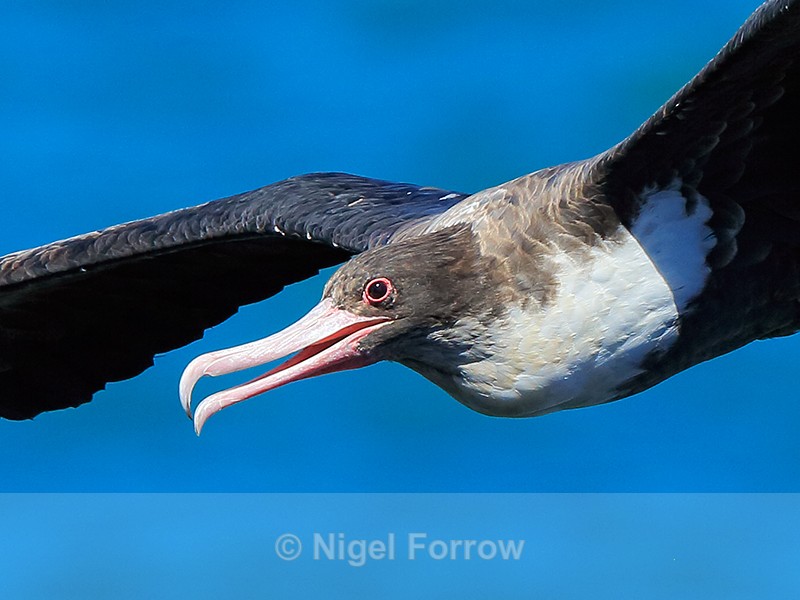 Great Frigatebird (female) close-up in flight, Kilauea Point, Kauai - Great Frigatebird