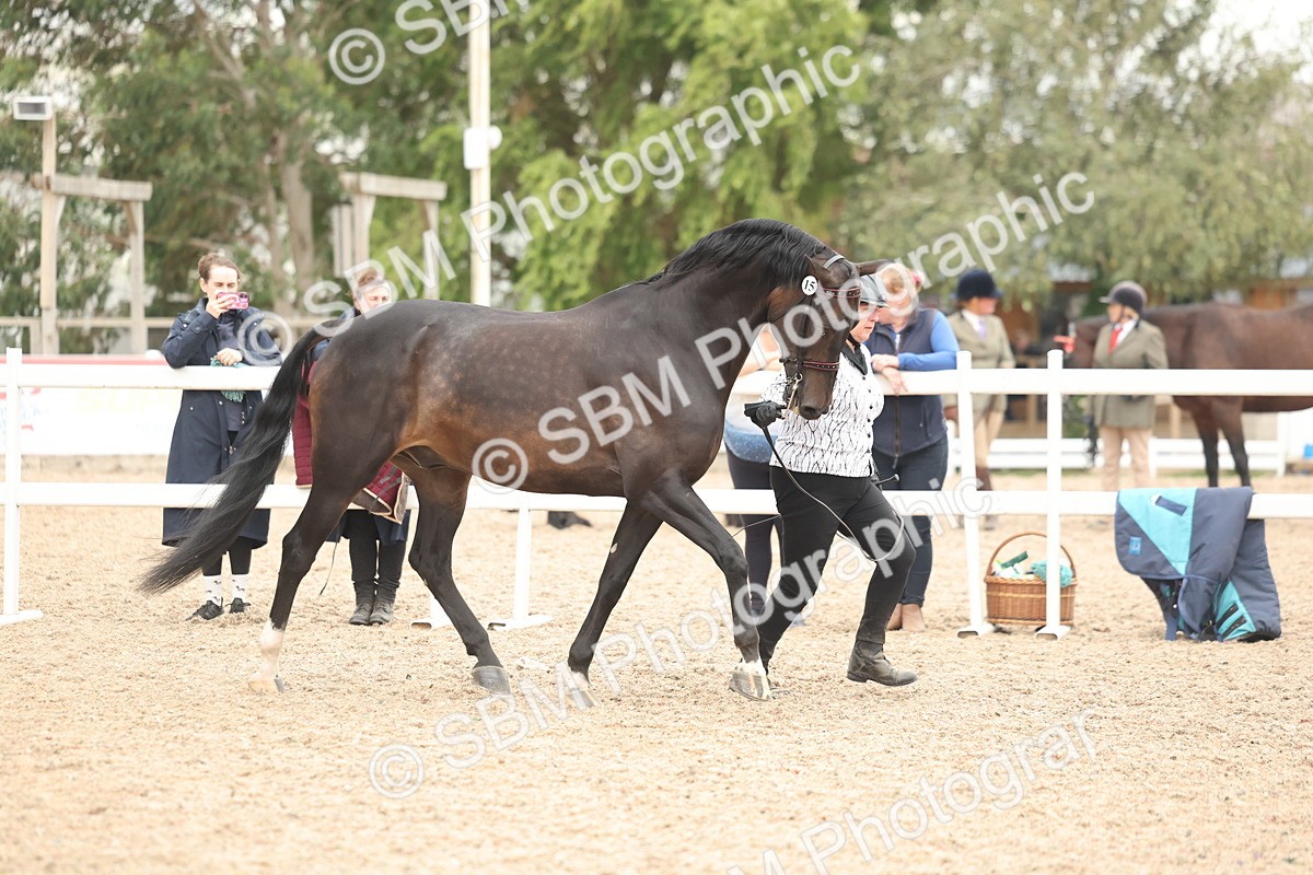 SBM_19243 - Class 317 - IH Pure Bred Horse-Pony