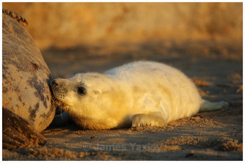 Grey Seal Pup Feeding - Latest Work