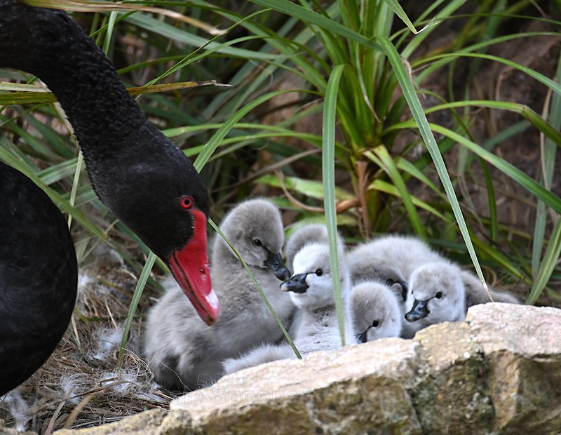 Black Swans Dawlish 3 - Dawlish and Black Swans