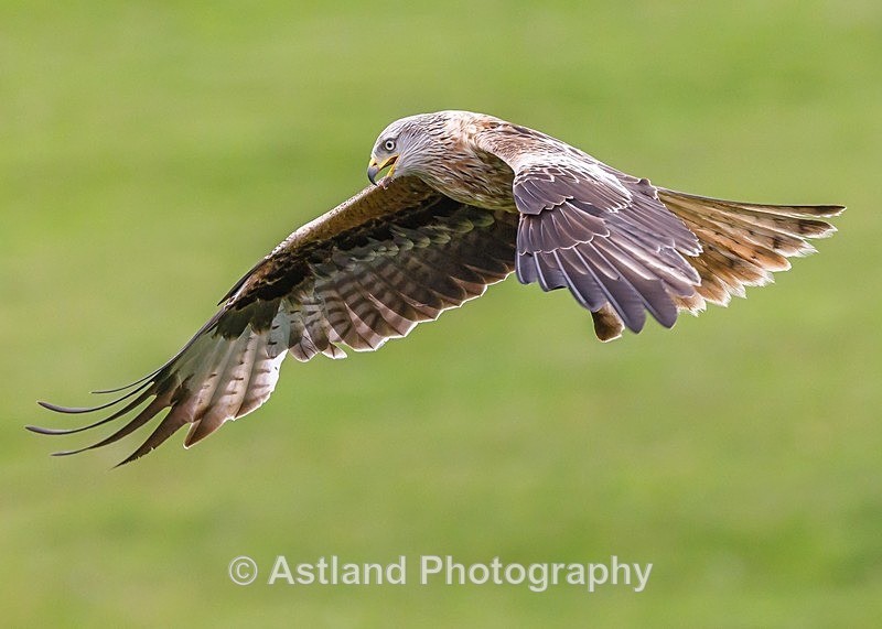 Astland Photography, Bird and Wildlife Images, Susan and Peter Wilson, U.K.
