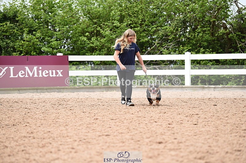 240518A-120814-01097 - Cls 3 Handsomest Dog