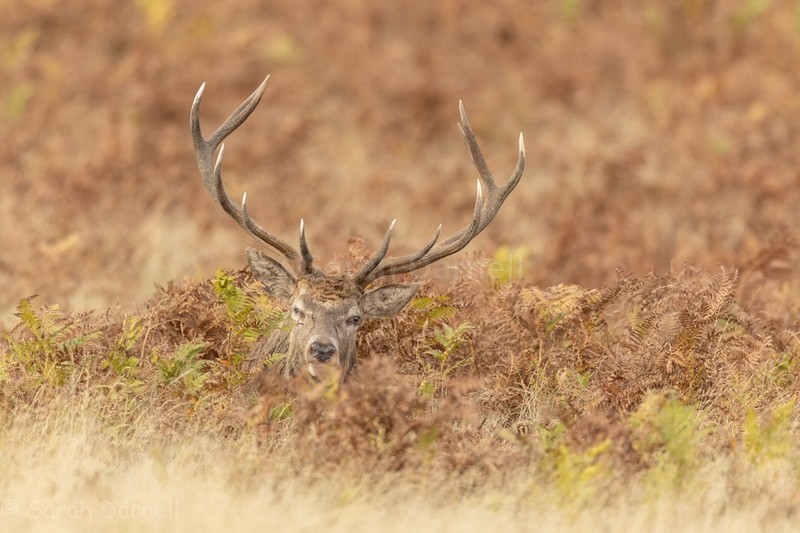  - Deer for Graham
