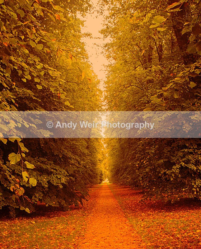 Lime Walk - Trees & Shrubs