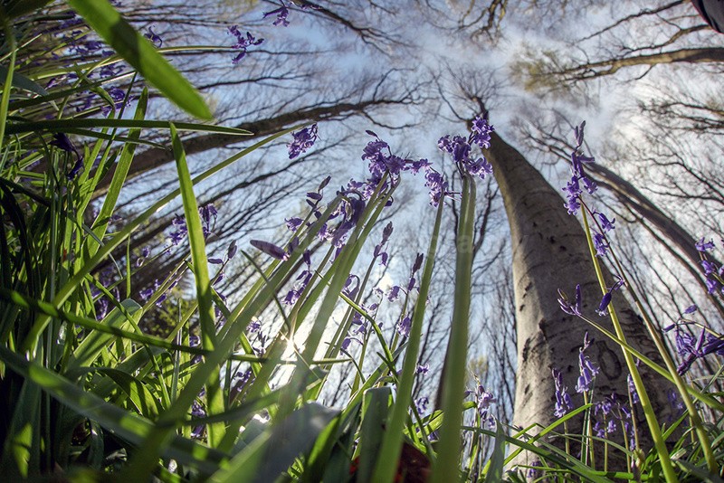 Somerset bluebells - Woodland scenes & flowers