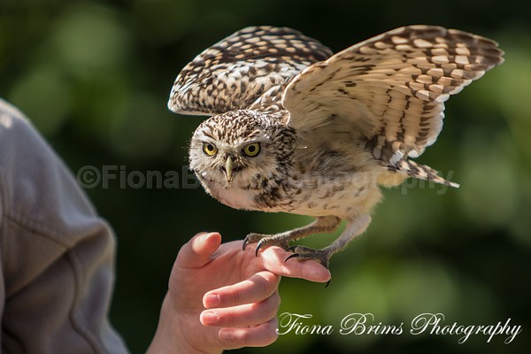 muncaster-9 - Birds of Prey