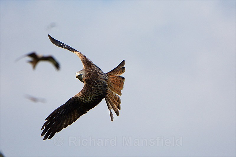 - Red Kites