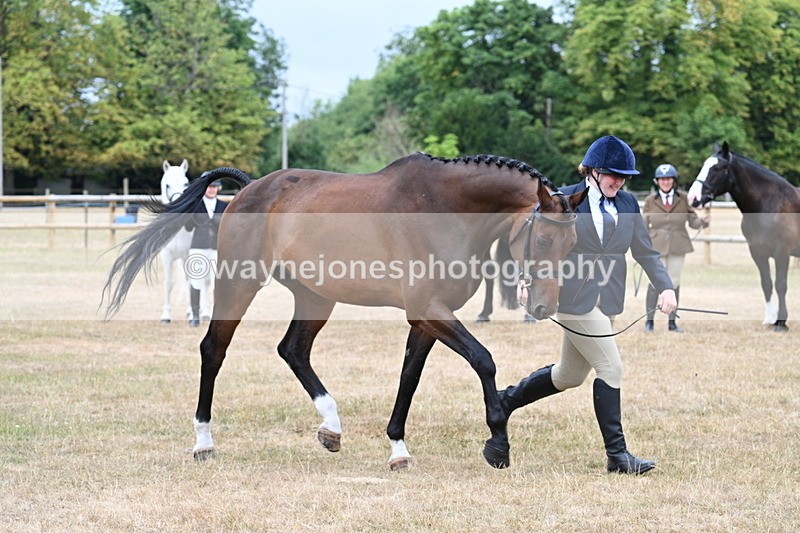 WJ7_9887 - Class 5a Most Handsome Gelding (above 14.2hh)