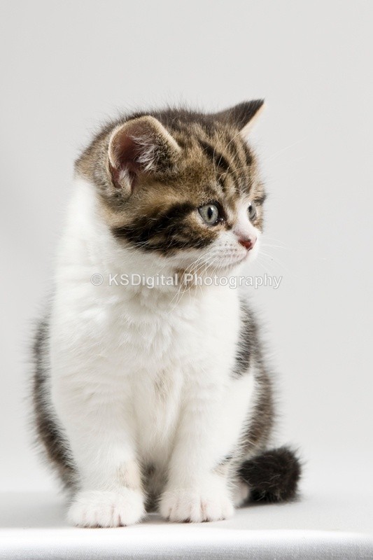  - Tufton British Shorthairs