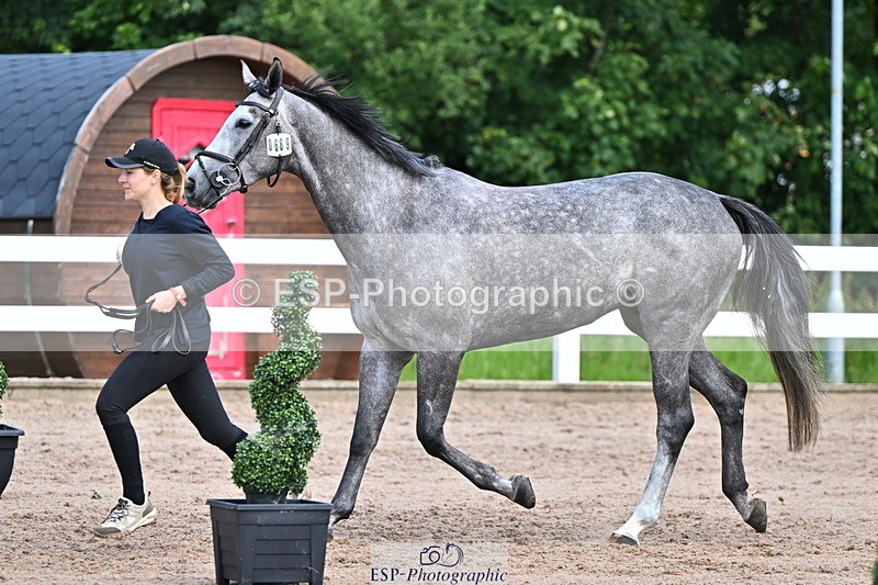 240718A-105252-01274 - Trot Up 12pm to 1pm