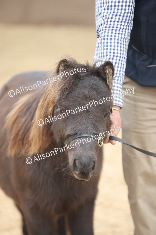 20251109-0205 - Class 10 - Yearling, Colt, Filly or Gelding