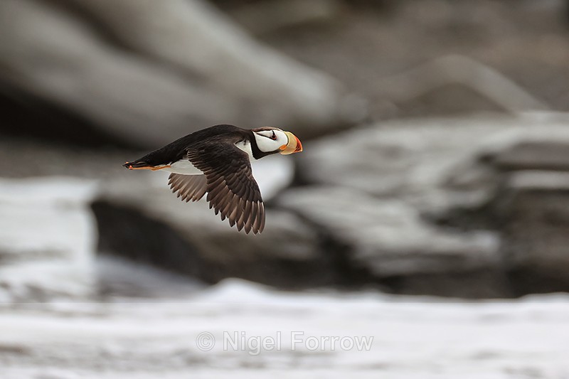 Horned Puffin flying over rocky shore, Duck Island, Alaska - Horned Puffin