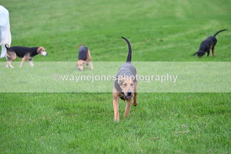 WJ7_8844 - Meet Staff & Hounds
