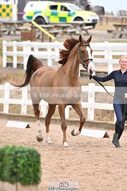 250716-161511-02521 - Trot Up 3.30 to 4.30