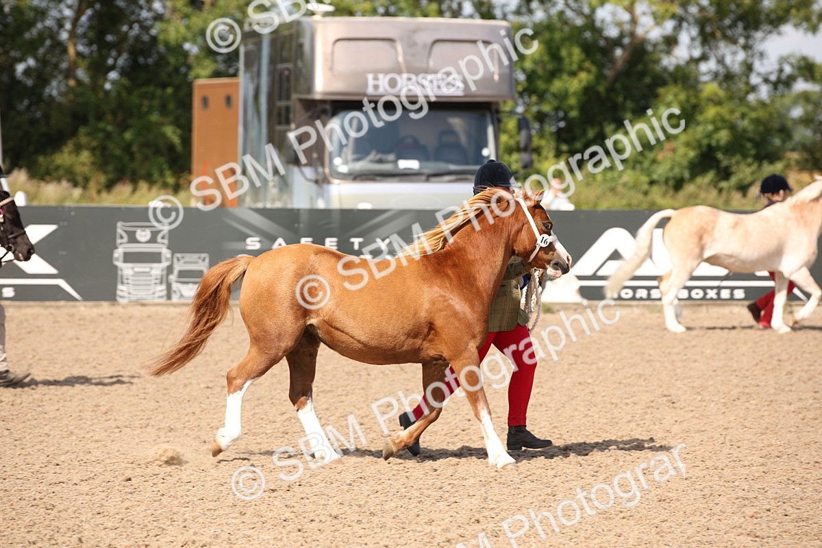 SBM_03086 - Class 17 Prettiest Mare IH or Ridden