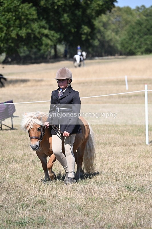 WJ6_8644 - Class 37b Best Loan Pony In-hand