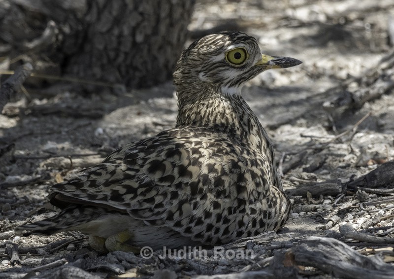 Spotted Thick-knee on eggs - Namibia 2022