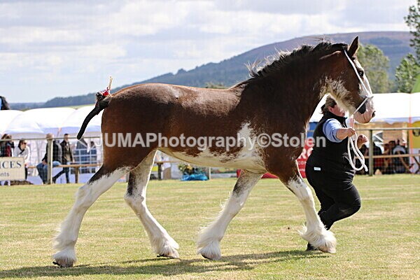 SIAL5182 - overall champion