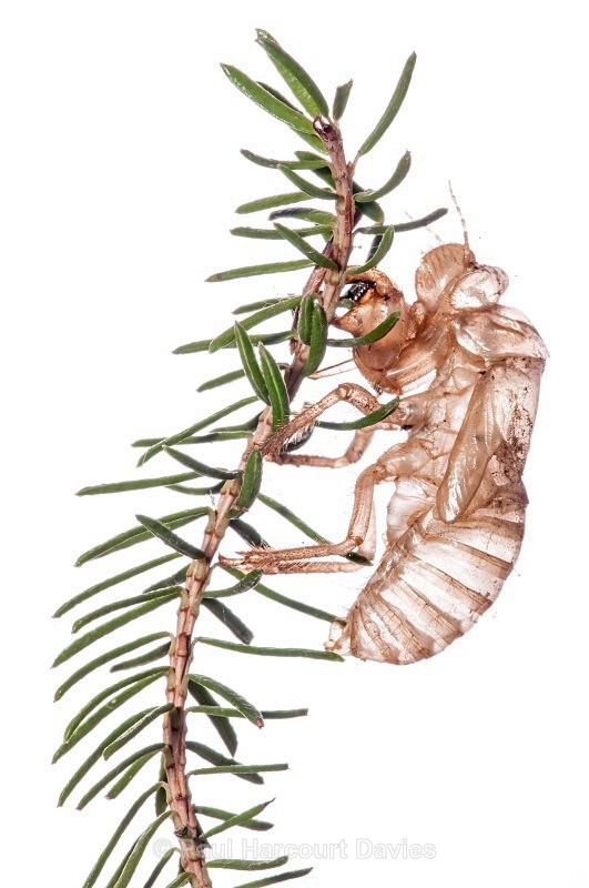 Exoskeleton of Cicada (Cicada orni) MYN - Small Creatures - WB