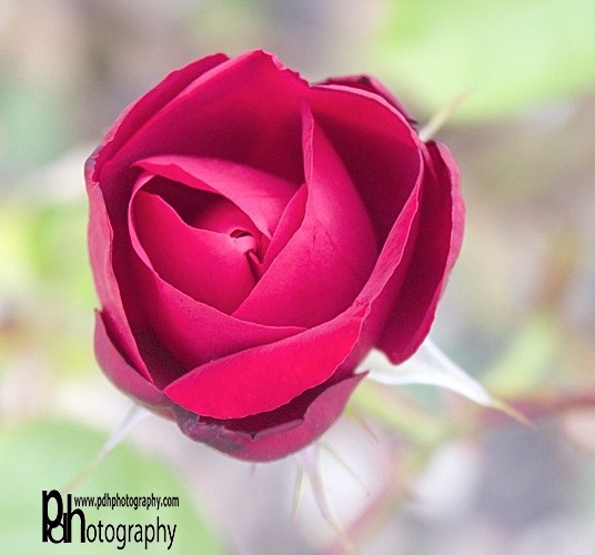 RedRose-natural-1 - Flora & Fauna
