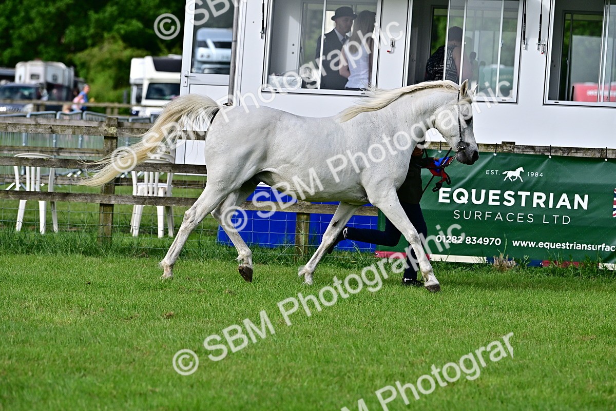 SBM_00052 - Class 46-49 - Arab and Part Bed-Anglo Arab In Hand