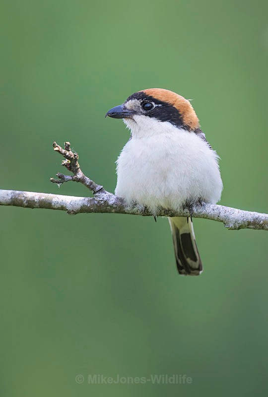 WOODCHAT SHRIKE 1 - WOODCHAT SHRIKE 2025