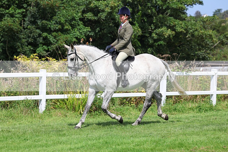 3E7A8690 - Class 5: Working Show Horse