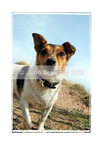 Susie at the Beach - Walking the Dog