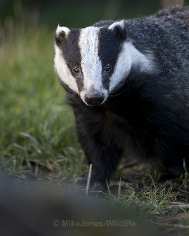 Badger - FAVOURITES WILDLIFE GALLERY. Selected images from the wildlife collections.