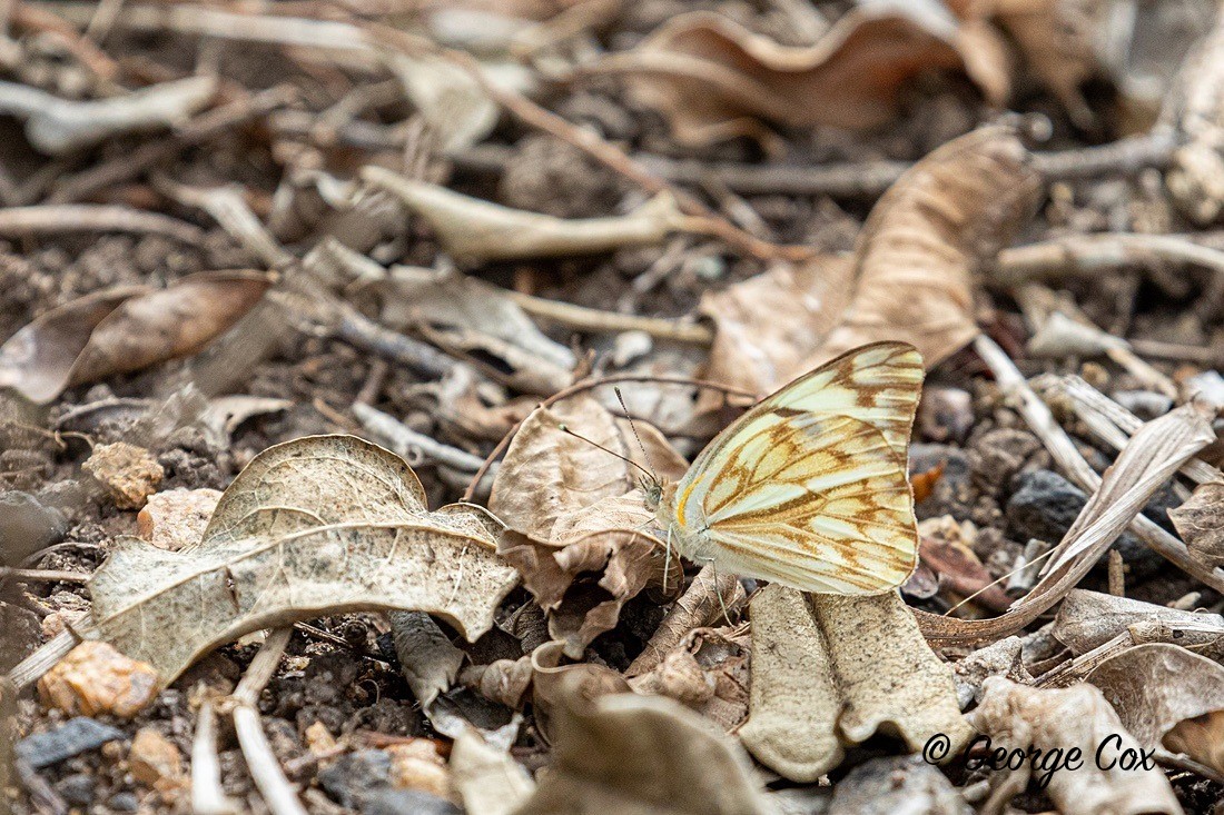 Butterfly African Veined White - South Africa - Limpopo