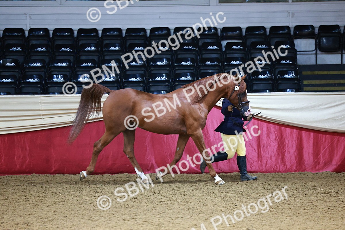 SBM_22372 - Class 902 - Supreme Final - IH Diamond