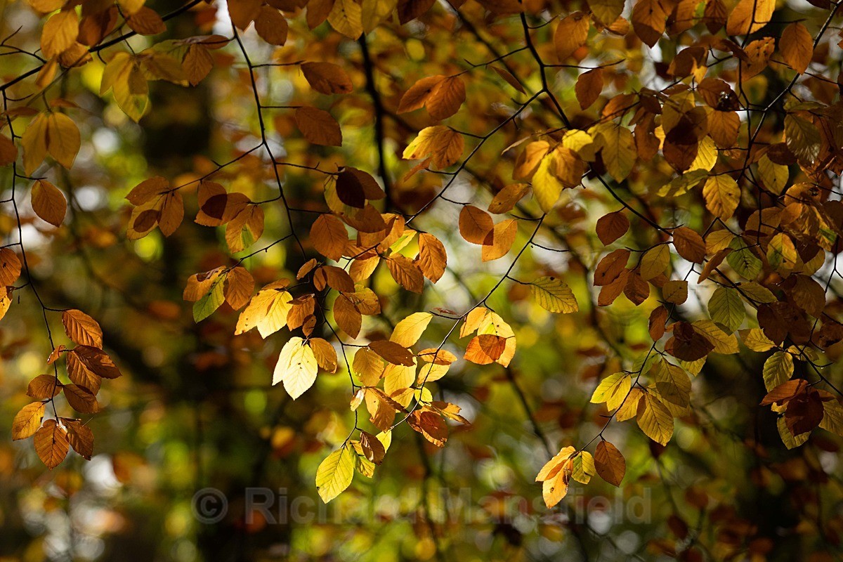  - Autumn