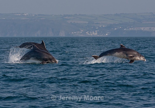 w3 - Welsh Wildlife p/c catalogue