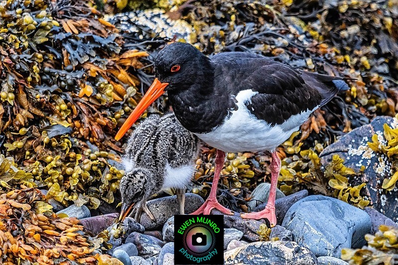 BBW-16-Oyster Catcher with chick - Water-based Birds