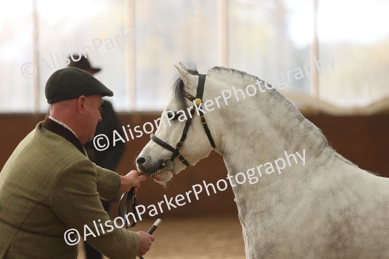 20251109-0528 - Class 20 - Stallions 4 Years and over