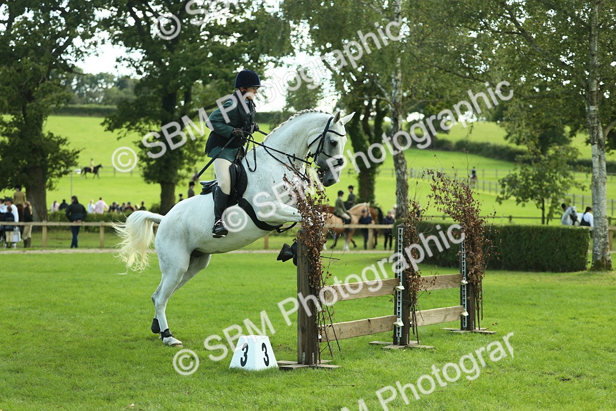 SBM_50588 - S33 - Working Hunter & Working Show Horse