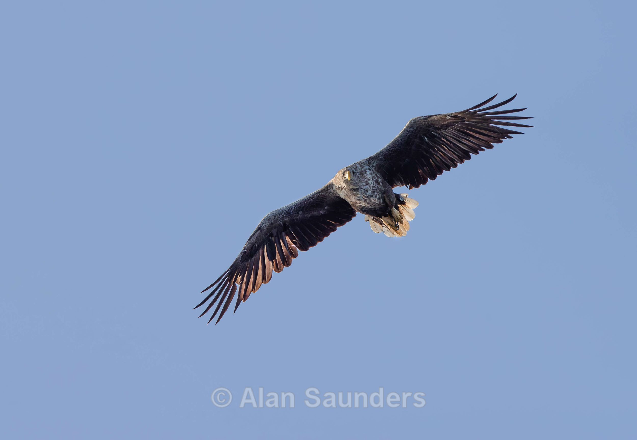 White Tailed Eagle 80