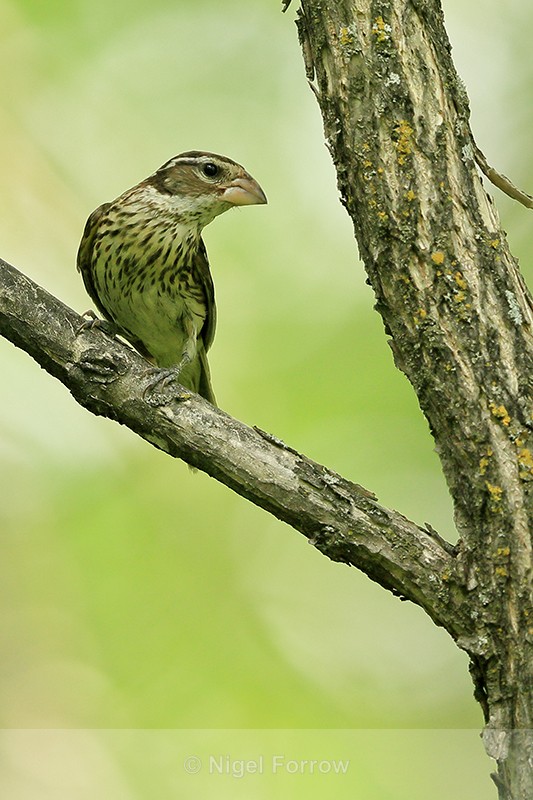 Rose-breasted Grosbeak (female), Minnesota, USA - Rose-breasted Grosbeak