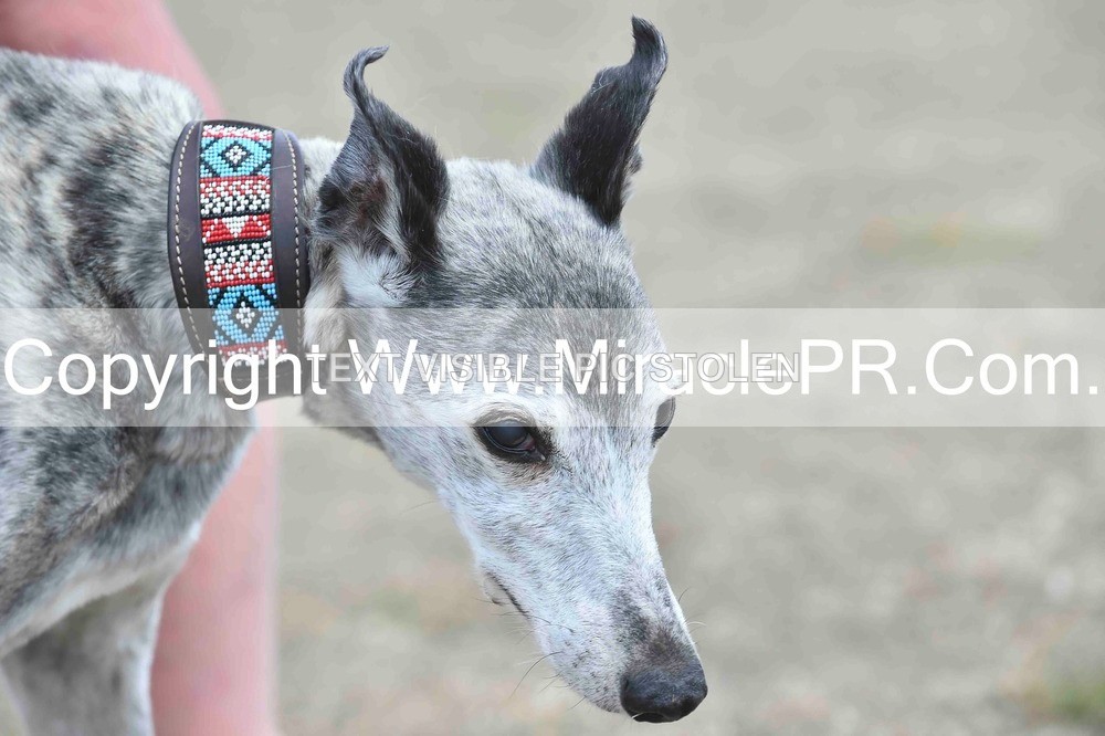 SH4_0184 - Dog show.