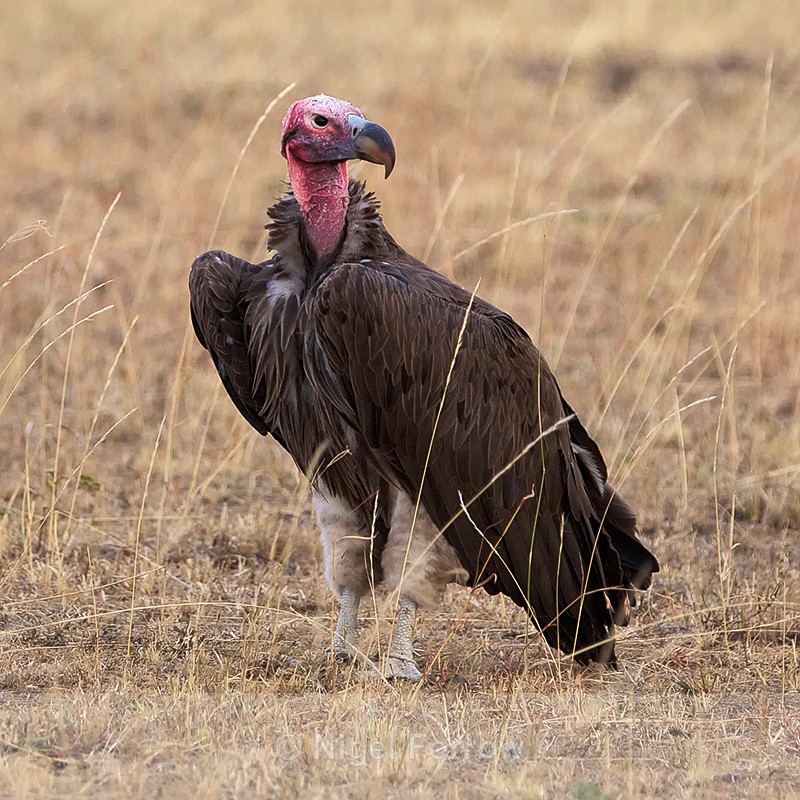 Lappet-faced Vulture standing on the gorund - Lappet-faced Vulture
