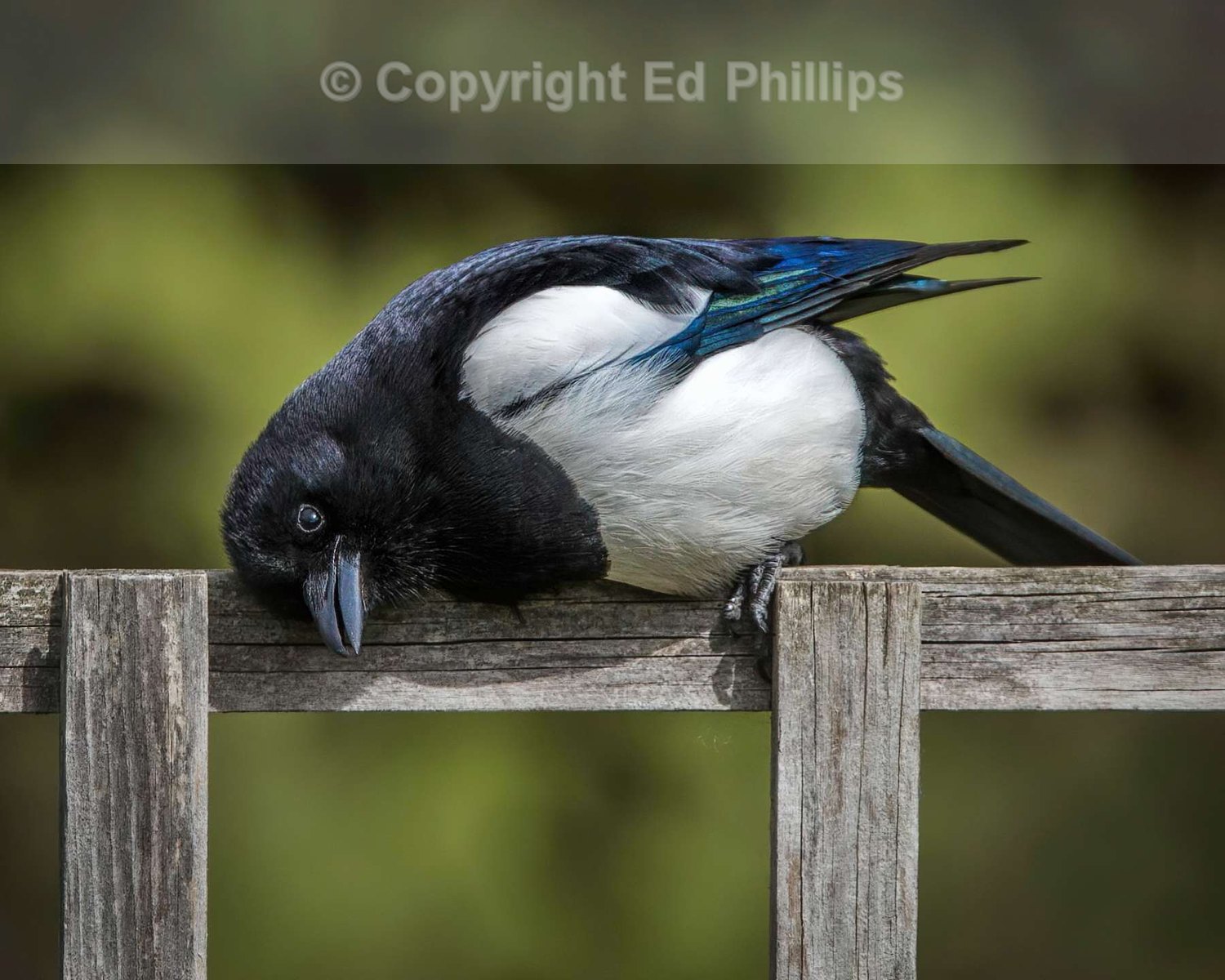 Garden Magpie