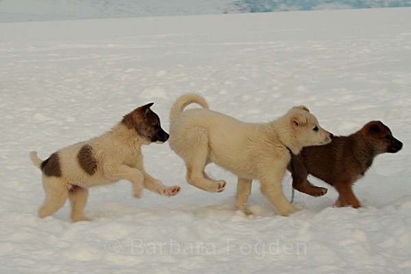 Husky puppies 5447 - Winter in the daylight