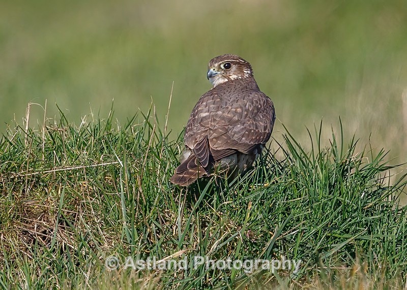 Astland Photography, Bird and Wildlife Images, Susan and Peter Wilson, U.K.