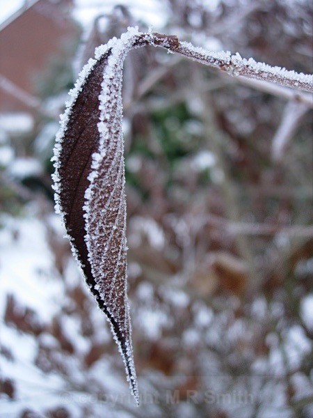 The Beauty Of Frost - MACRO & CLOSE UPS 2