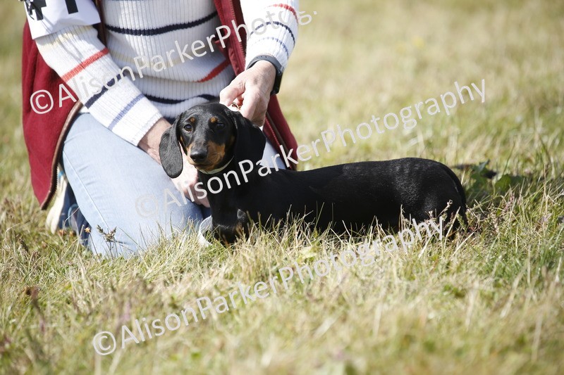 20250831-3787 - Dog Show