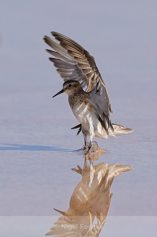 Baird's Sandpiper touches down, Chaxa, Chile - Baird's Sandpiper