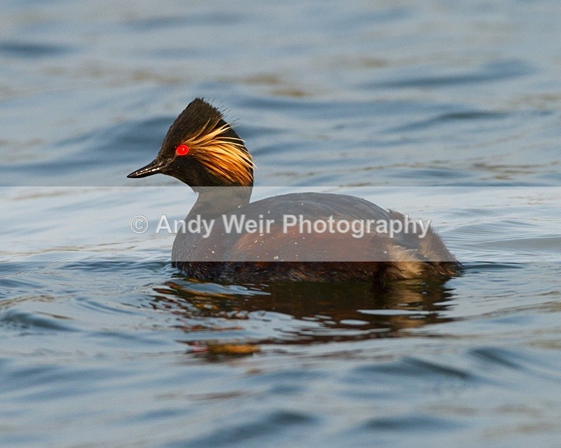 20110328-IMG_2971 - Black-necked Grebe