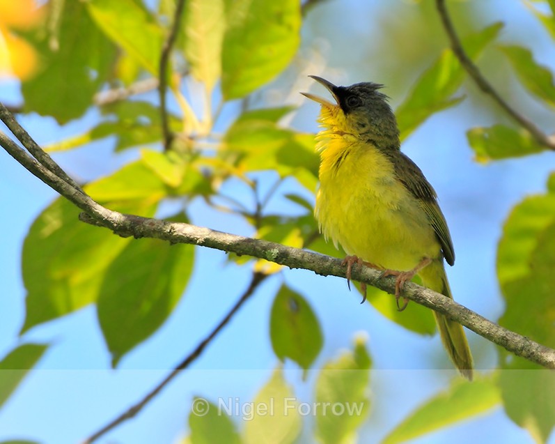 Grey-crowned Yellowthroat singing from a tree at El Sol - Grey-crowned Yellowthroat